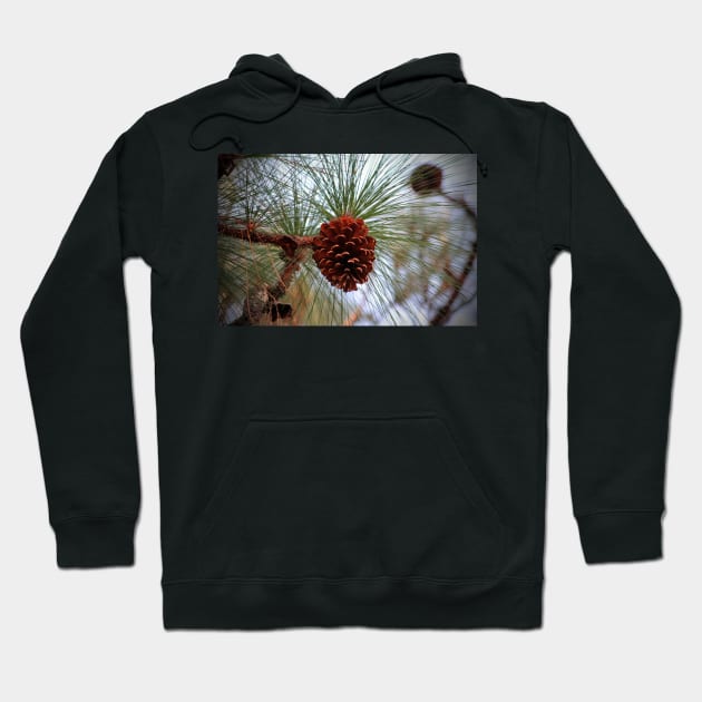 Hanging  Pine Cone Hoodie by Cynthia48